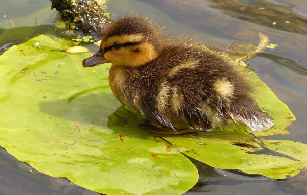 Маленький утенок сидит на зеленом листе в воде