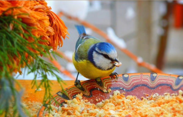 Маленькая синица клюет крошки