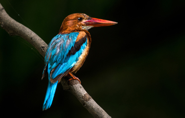 Разноцветная птица зимородок сидит на ветке дерева 