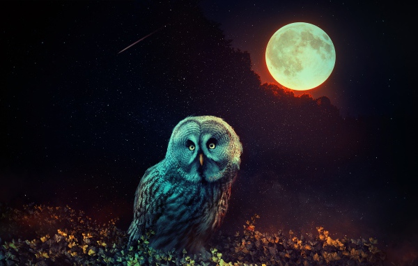 Сова  сидит на траве на фоне большой луны