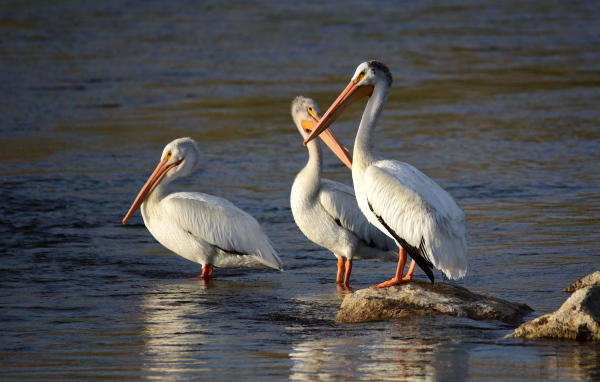 Three large pelicans in the water