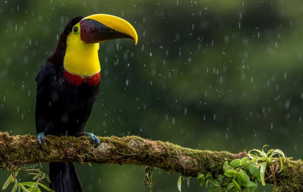 Птица тукан сидит на ветке под дождем