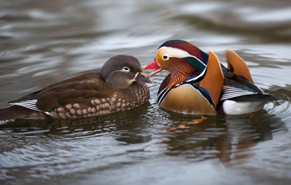Две уточки мандаринки в воде 