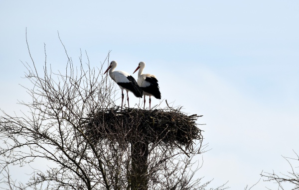 Два аиста в гнезде на дереве на фоне неба 
