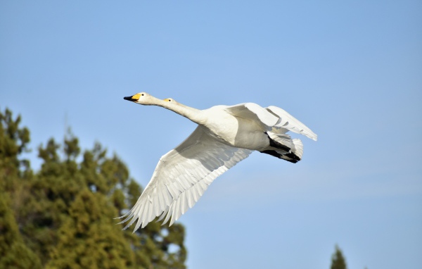 Два белых гуся летят на фоне голубого неба