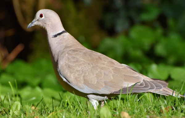 Дикая горлица на зеленой траве