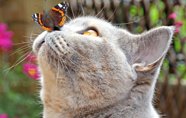 Бабочка сидит на носу у серого кота