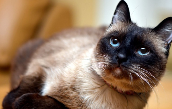 Красивый сиамский голубоглазый кот с ошейником