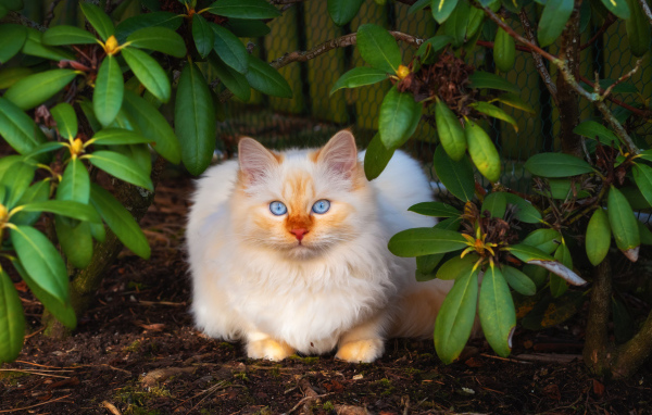 Красивый бежевый кот с голубыми глазами сидит в зеленых листьях