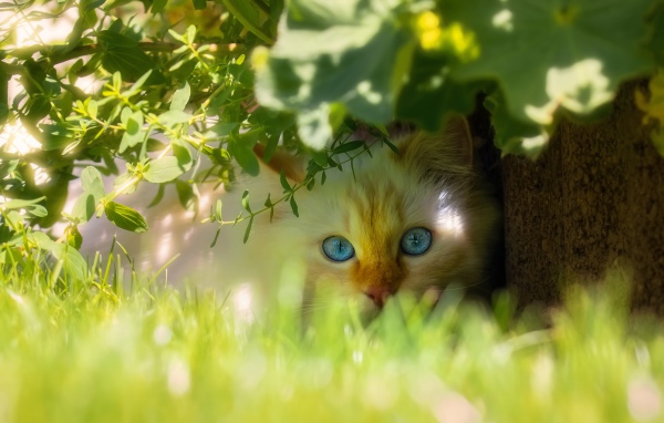 Beautiful blue-eyed cat is sitting in the green grass.