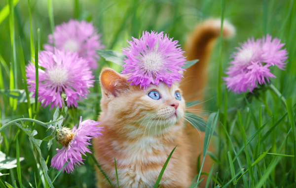 Beautiful blue-eyed kitten sits in the grass with pink flowers
