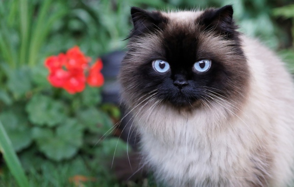 Красивый пушистый голубоглазый кот 