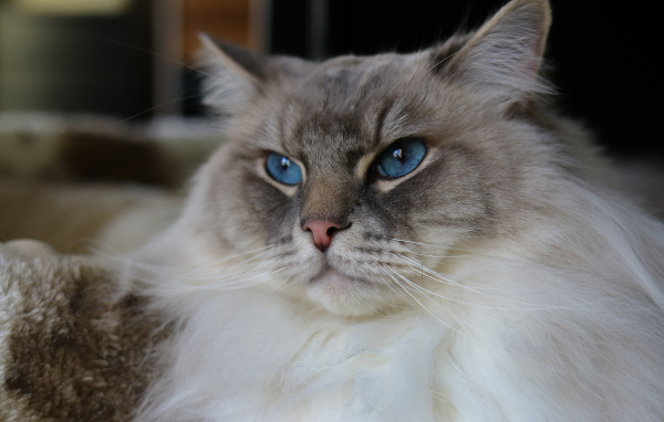 Beautiful fluffy thoroughbred cat with blue eyes