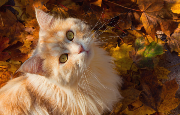 Красивый рыжий кот сидит на желтой опавшей листве