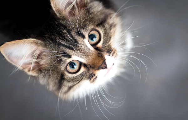 Красивый серый кот смотрит вверх 