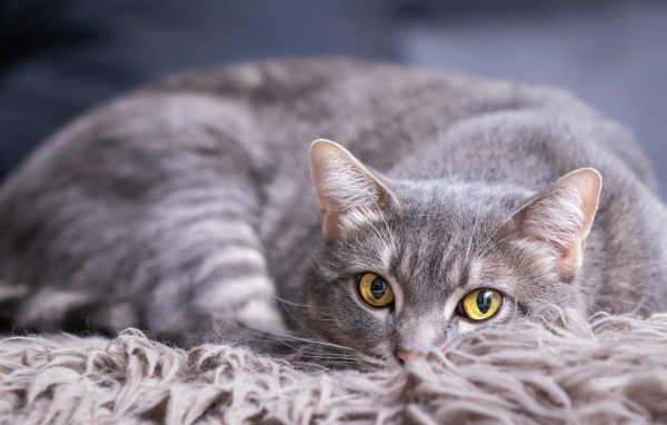 Красивый серый кот лежит на покрывале 