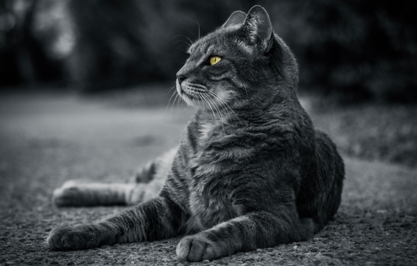 Красивый серый кот с зелеными глазами лежит на асфальте