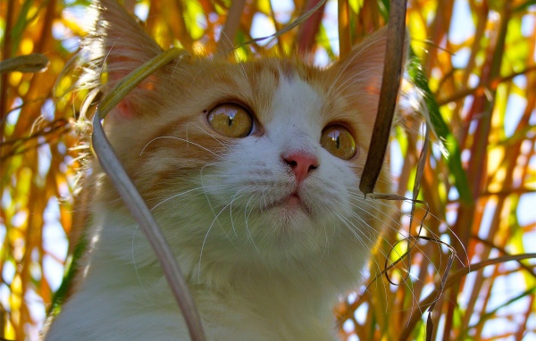 Красивый котенок с желтыми глазами сидит в траве