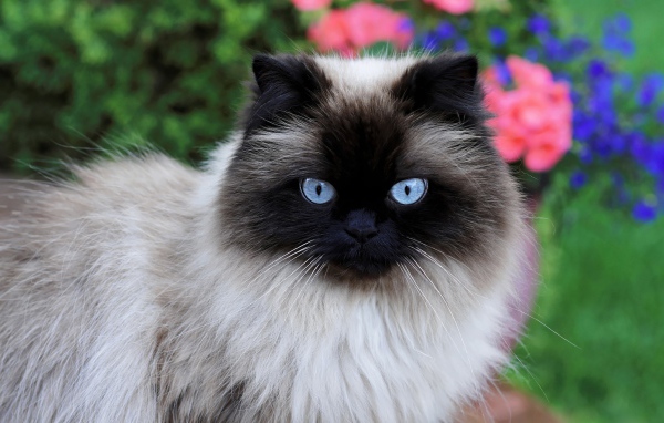 Beautiful purebred Siamese cat with blue eyes