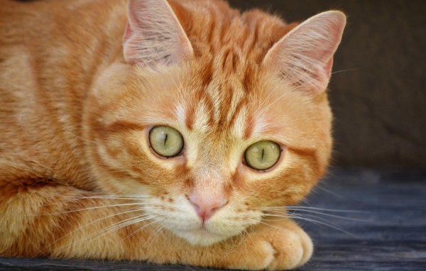 Рыжий красивый кот с большими зелеными глазами