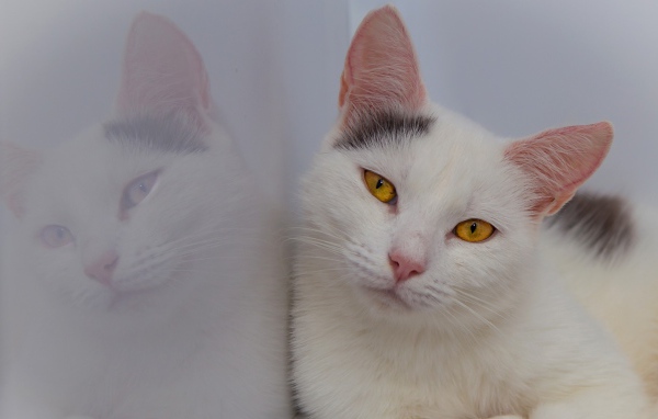 Красивый белый кот с желтыми глазами отражается в стене 
