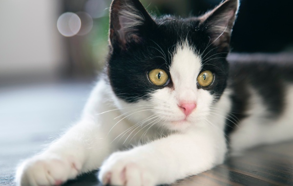 Красивый белый с черным котенок с желтыми глазами