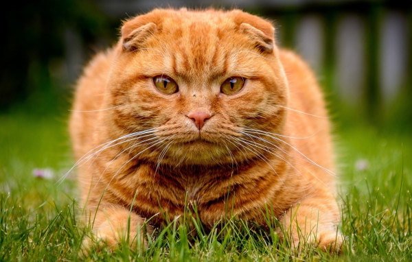 Большой красивый рыжий кот лежит на зеленой траве