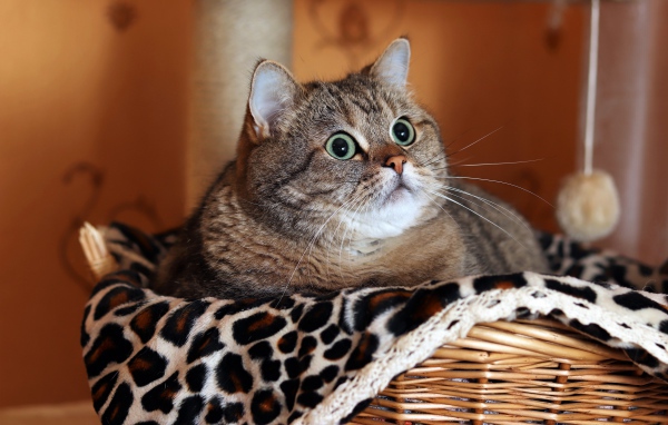 Большой породистый серый кот лежит в корзине