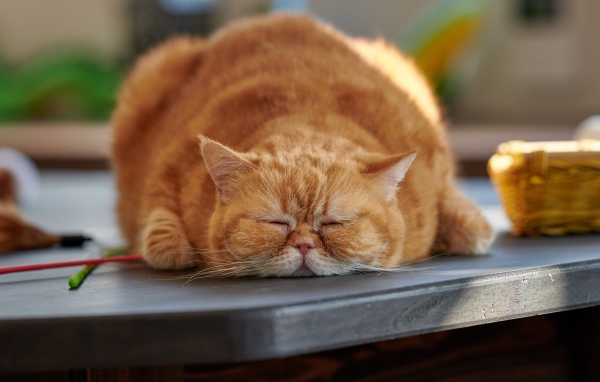Большой породистый рыжий кот лежит на столе