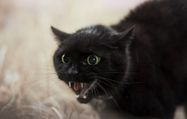 Черный агрессивный кот с острыми клыками 