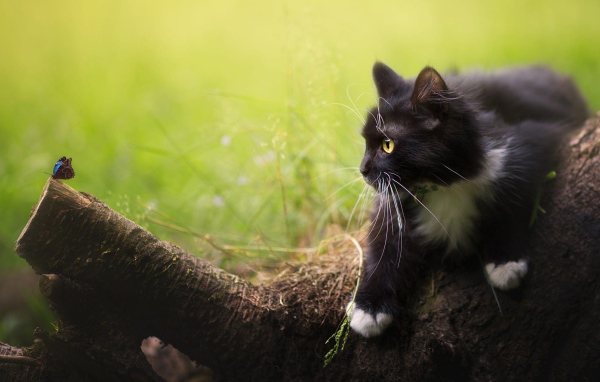 Черный котенок смотрит на бабочку на дереве 