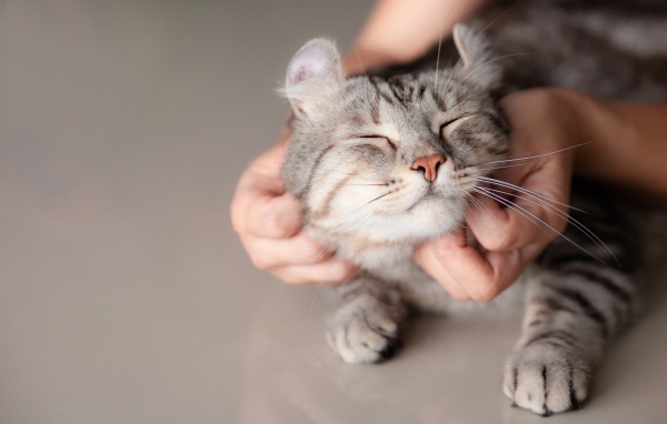 Хозяин гладит серого довольного кота