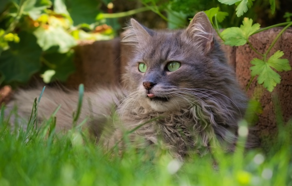 Fluffy gray cat is sitting in the green grass.