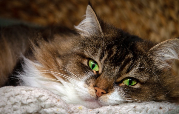 Пушистая серая кошка с красивыми зелеными глазами
