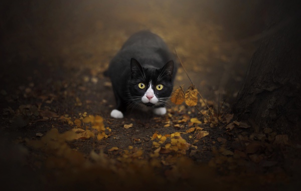 Испуганный черный с белым кот сидит на земле с опавшей листвой