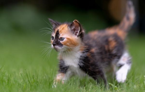 Забавный трехцветный котенок идет по зеленой траве