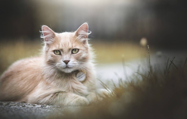 Рыжий зеленоглазый кот лежит на земле 
