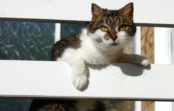 Серая с белым кошка у забора