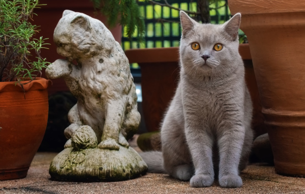 Серый британский кот сидит у статуэтки кота