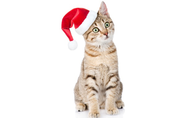 Серый кот в колпаке Санта Клауса на белом фоне
