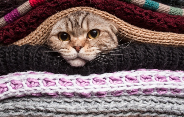 Серый кот согревается в одеялах 
