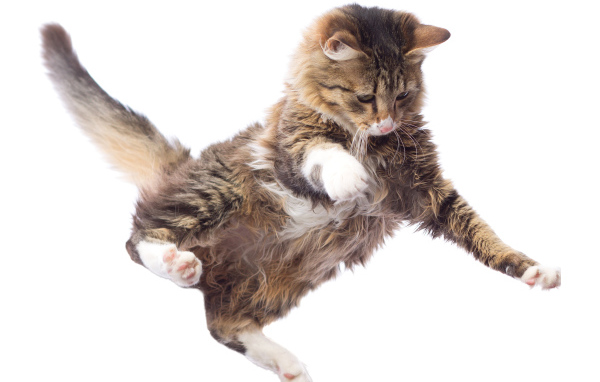 Прыжок серого кота на белом фоне