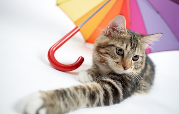 Серый кот лежит под разноцветным зонтом