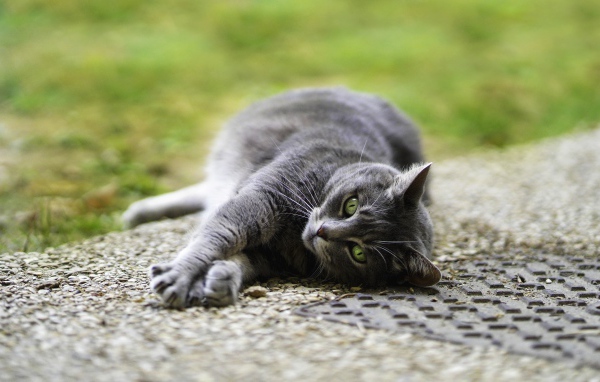 Серый кот лежит на асфальте