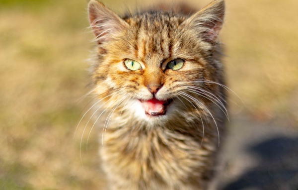 Серый кот мяукает 