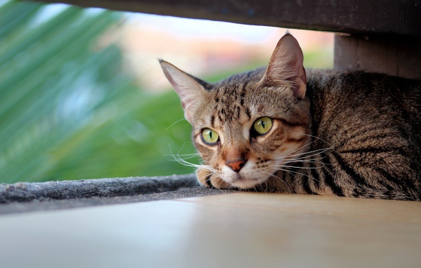 Серый кот с зелеными глазами спит под лавкой