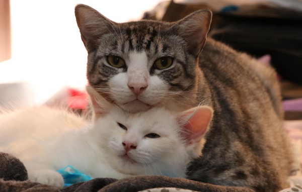 Серая кошка с белым котенком 