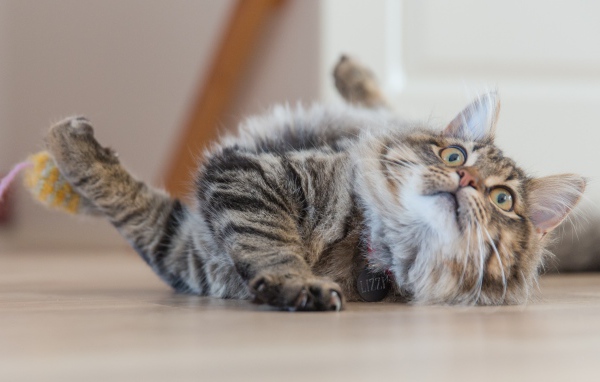 Серая пушистая кошка играет на полу