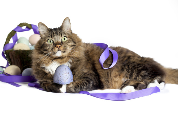 Серый пушистый кот с пасхальными яйцами на белом фоне