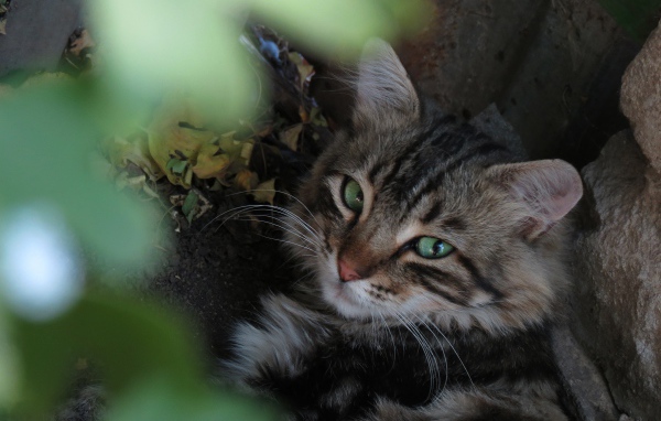 Серый зеленоглазый кот лежит на земле у камня